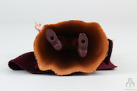 Star Wars Vintage Collection Padme Amidala (Peasant Disguise) VC33