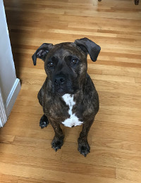 Chewie